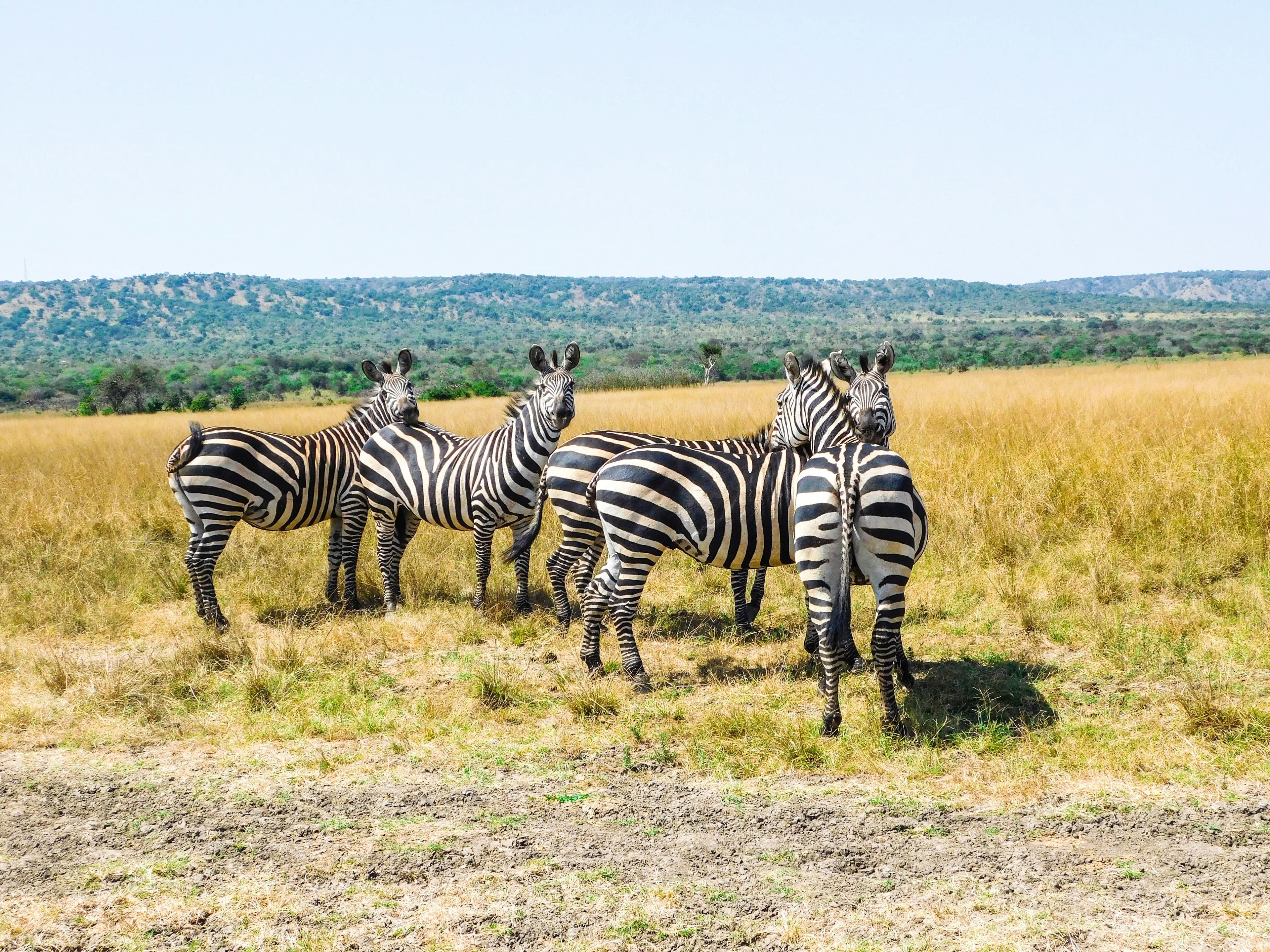 Travel Agency